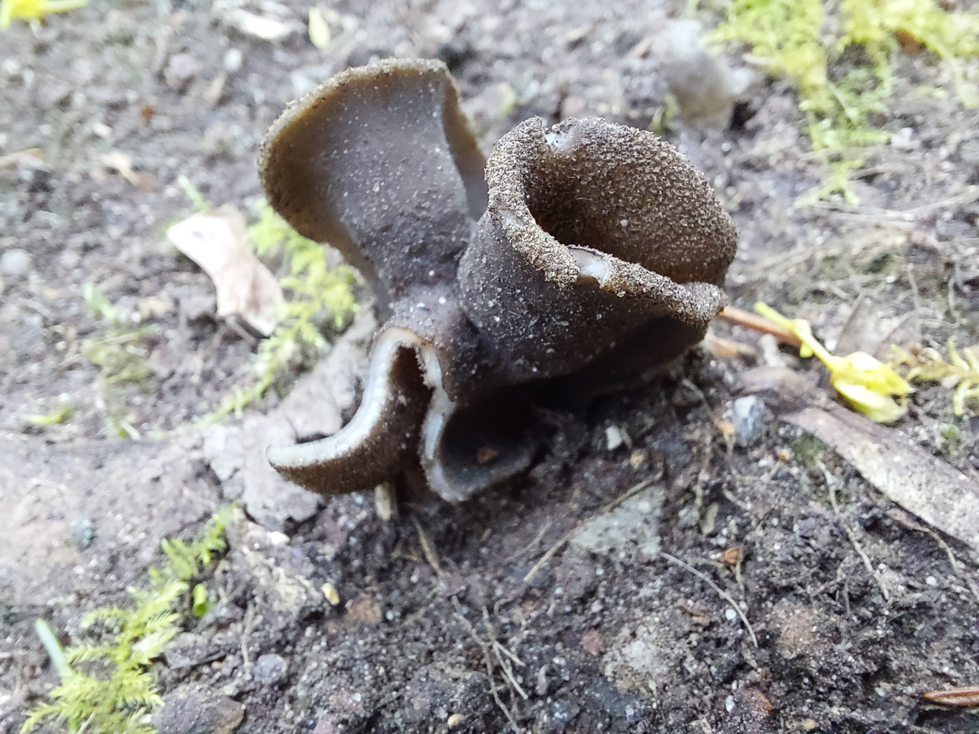 Photo © Jesper Launder Helvella cf. pezizoides by Jesper Launder